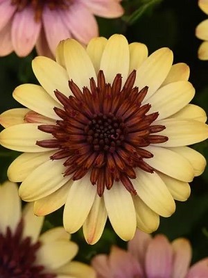 OSTEOSPERMUM 4D Harvest Moon